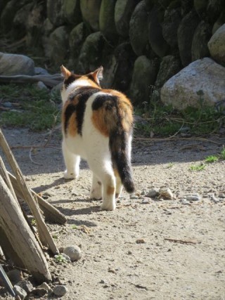 にゃんこ歩く