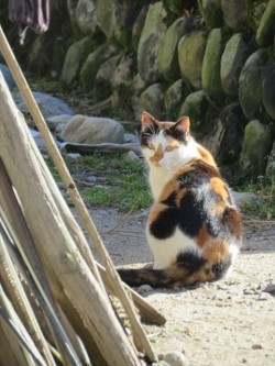 にゃんこ