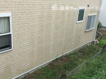 カビ