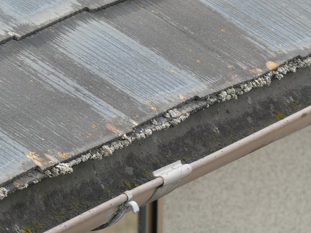 ミサワホーム住宅の屋根調査でスレート屋根に苔の発生を確認