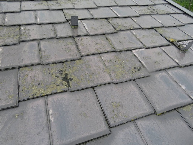 局所的に広がる藻の繁殖