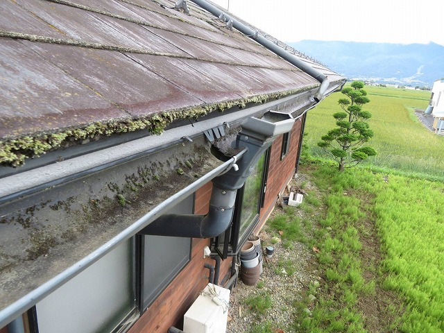 雨樋周辺のコケと詰まり